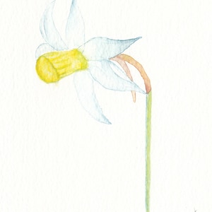 Narcissen: een handgemaakte aquarel narcis om iedereen mee te verrassen met Pasen: personaliseren op aanvraag
