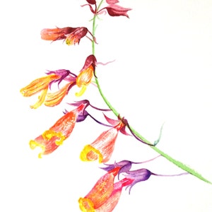 Ein hübsches Set handgemachter Aquarell Orange und Lila Blumen Grußkarten - Nationalblume von Chile
