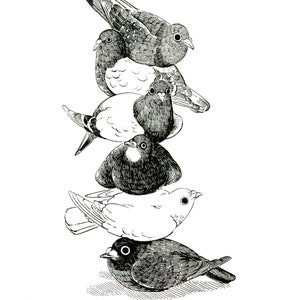 Art Print - "Pigeon Stack" - 4x6 pigeon dove cute bird illustration