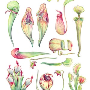 Art Print - "carnivorous Plants" - 8x10 Botanical Illustration - Etsy