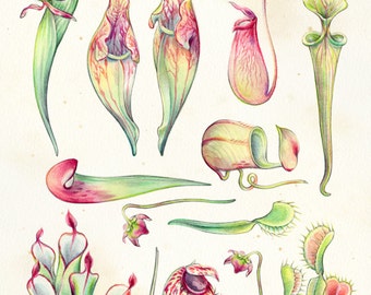 Art Print - "Carnivorous Plants" - 8x10 botanical illustration
