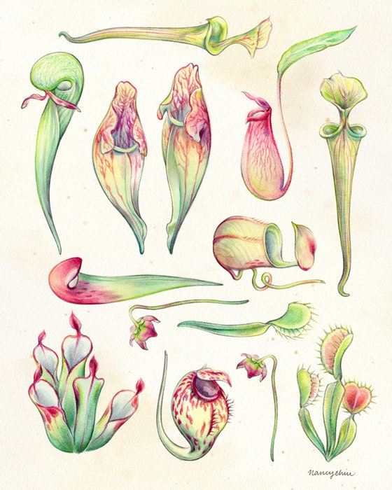 BOTANICAL ART 【import品】 Vintage French Oak Botanical Art No. 15 Art Print – Belle Maison Art