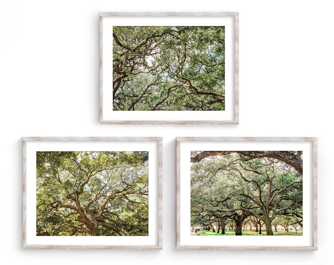 Charleston Oak Trees Wall Art Decor Set. Charleston Tree Canopies Set of 3 Prints or Canvas. Charleston Art Rustic Nature Tree Print Set.