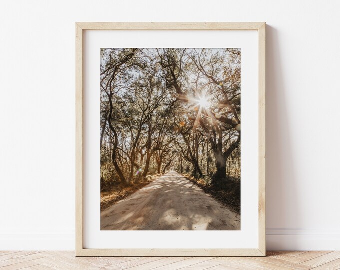 Edisto Oak Trees on Botany Bay Rd Wall Art Decor Print or Canvas. Tree Canopy Wall Art. Neutral Nature Charleston Photography Gift for Her.
