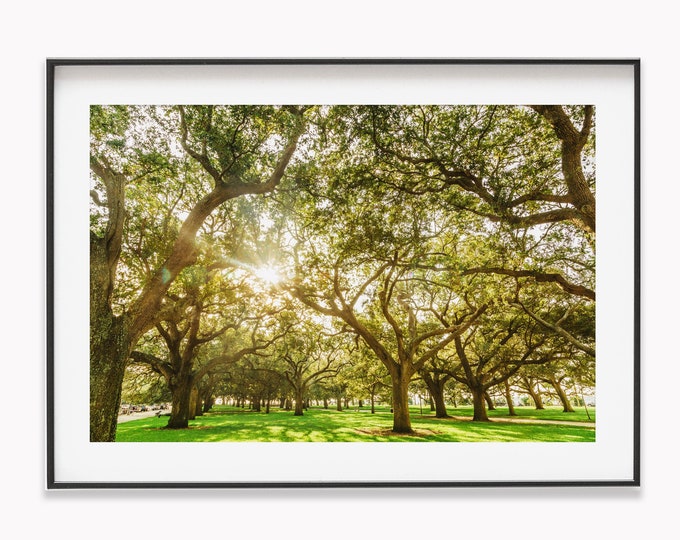 Low Country Oaks Wall Art Decor for Anniversary Gift. Charleston SC Photography of White Point Gardens. Print or Canvas for Engagement Gift.
