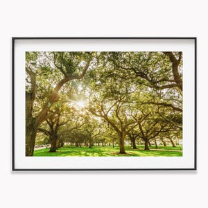 Low Country Oaks Wall Art Decor for Anniversary Gift. Charleston SC Photography of White Point Gardens. Print or Canvas for Engagement Gift.