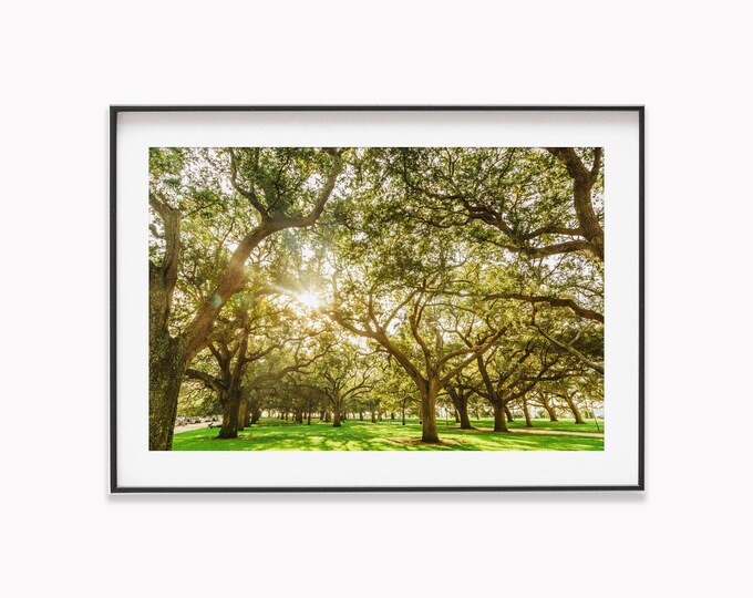 Low Country Oaks Wall Art Decor for Anniversary Gift. Charleston SC Photography of White Point Gardens. Print or Canvas for Engagement Gift.