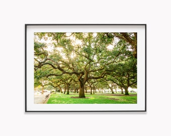 Charleston Oak Trees in White Point Gardens Wall Art Decor Print or Canvas. Charleston, SC Photography for Anniversary Gift or Gift for Her.