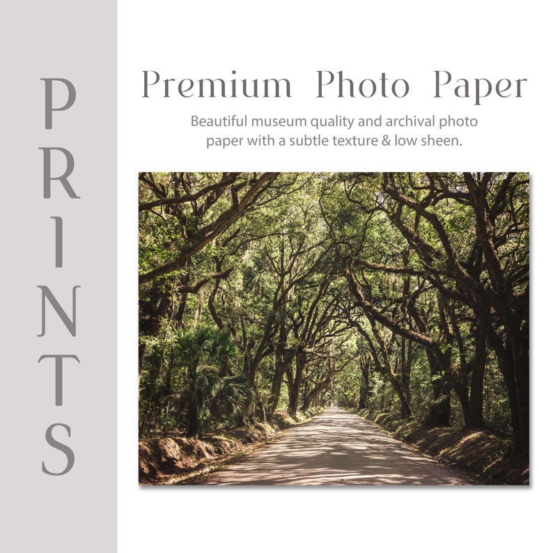 a scenic road lined with lush, green trees, creating a serene and picturesque atmosphere.