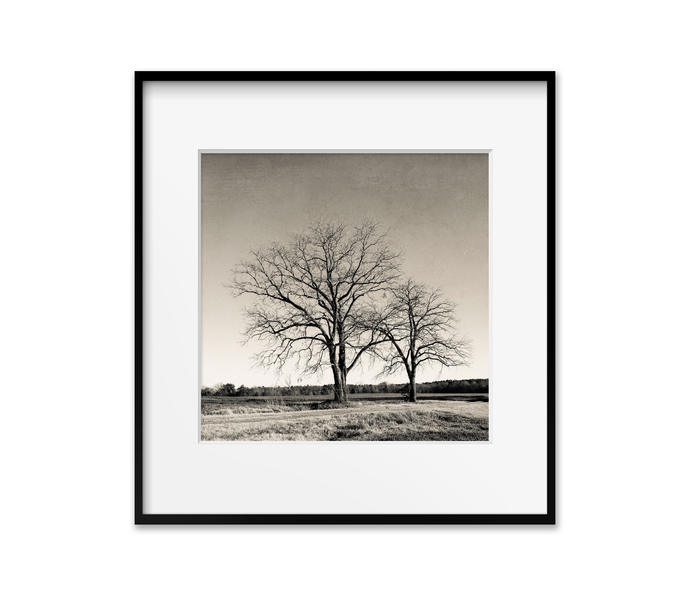 Rustic Tree Nature Wall Art Decor Photography Print Brown Etsy