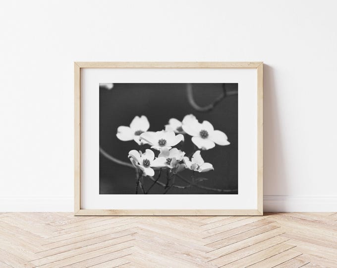 Black & White Floral Print, Dogwood Tree Photography, Rustic Floral Print, Framed Floral Print, Black and White Floral Canvas, Framed Flower