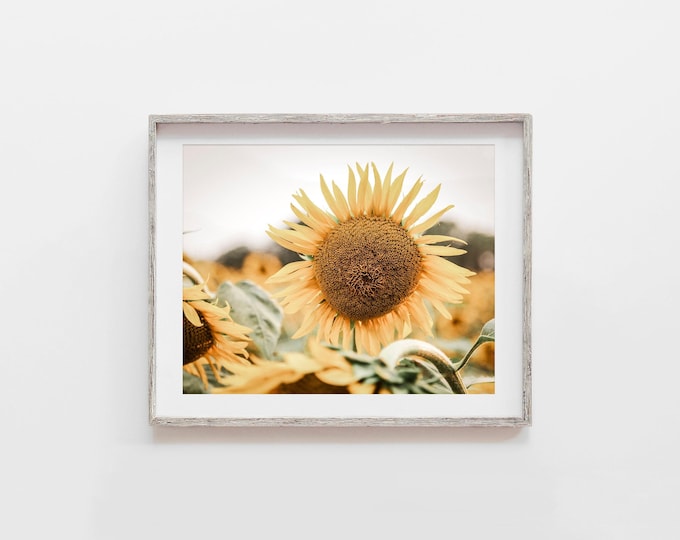 Sunflower Wall Art Photography Print or Canvas. Flower Wall Art for Bedroom, Bathroom or Living Room Decor. Country Floral Gift for Her.