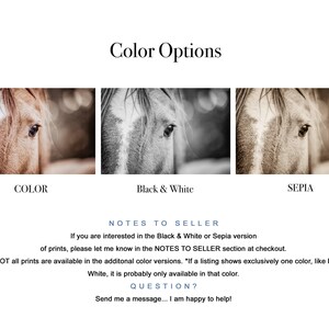 Horse Photography Print, Equestrian Wall Art, Modern Animal Art, Modern Farmhouse Wall Art, Rustic Decor, Framed & Canvas Print Available imagen 2