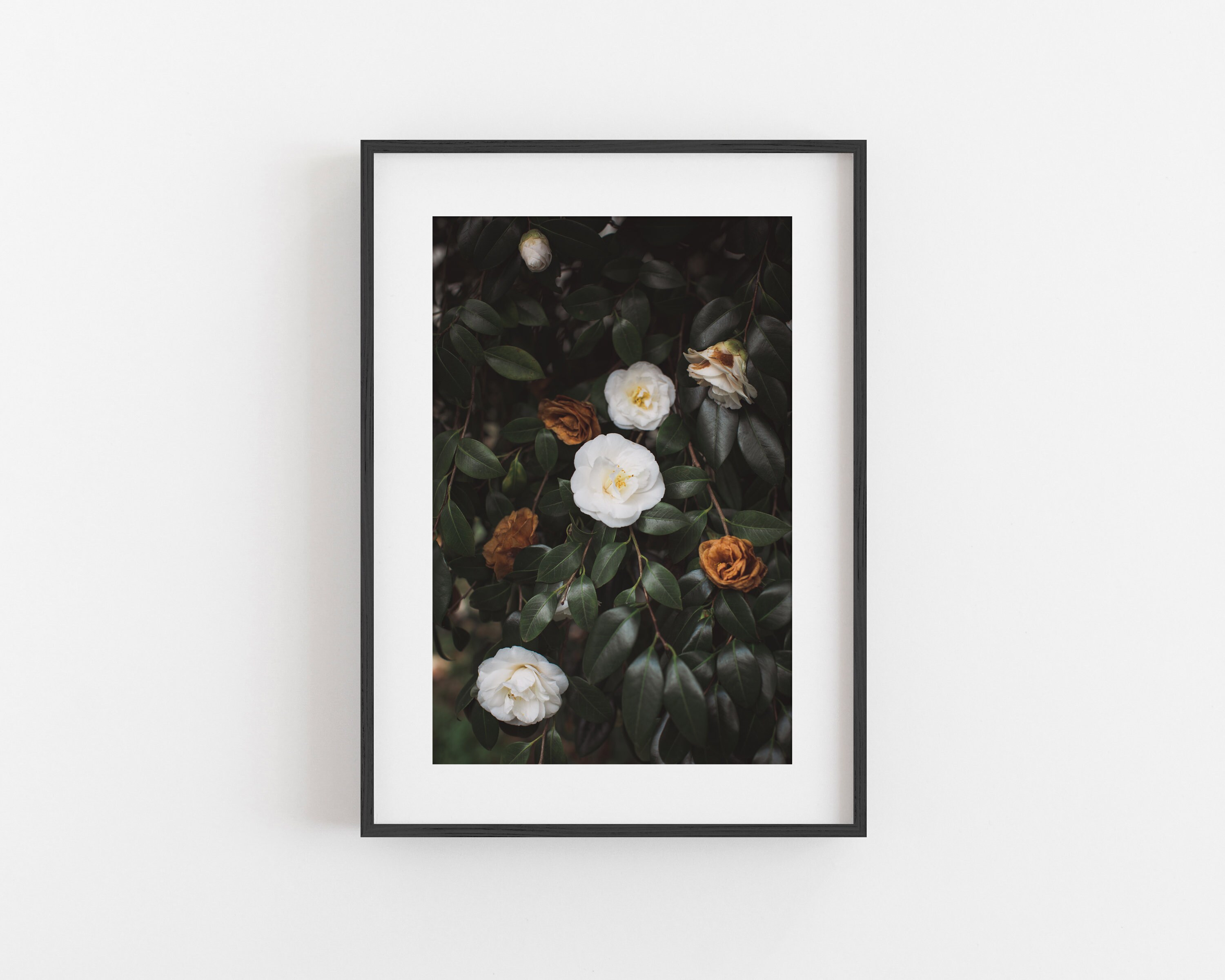 Cream Floral Wall Art Print or Canvas. Feminine Camellia Blooms in Gold