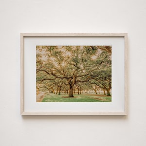 Charleston Oak Trees in White Point Gardens Wall Art Decor Print or Canvas. Charleston, SC Photography for Anniversary Gift or Gift for Her.
