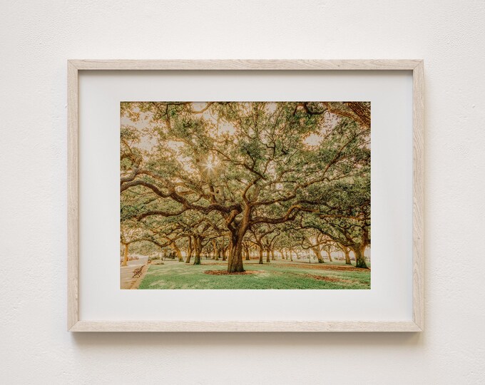 Charleston Oak Trees in White Point Gardens Wall Art Decor Print or Canvas. Charleston, SC Photography for Anniversary Gift or Gift for Her.
