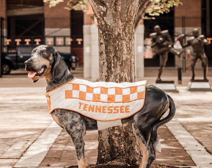 Smokey Wall Art Print or Canvas. UT Vols Knoxville Photography Wall Decor Art. Tennessee Vols Wall Art.