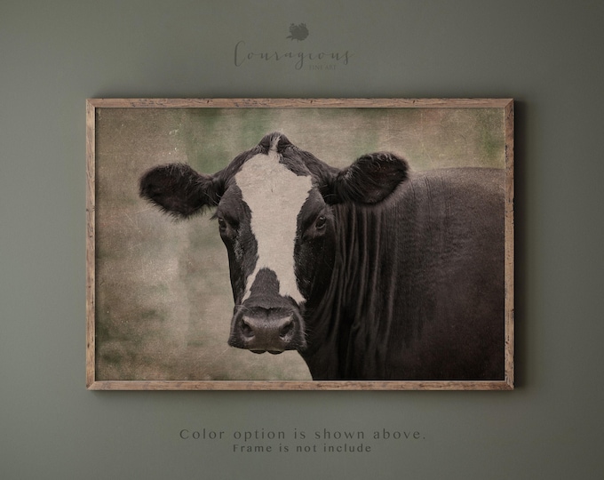Rustic Cow Photography Print or Canvas Wall Art. Farmhouse Art Print for Rustic Vintage Art Decor. Muted and Neutral Color Tones Available.