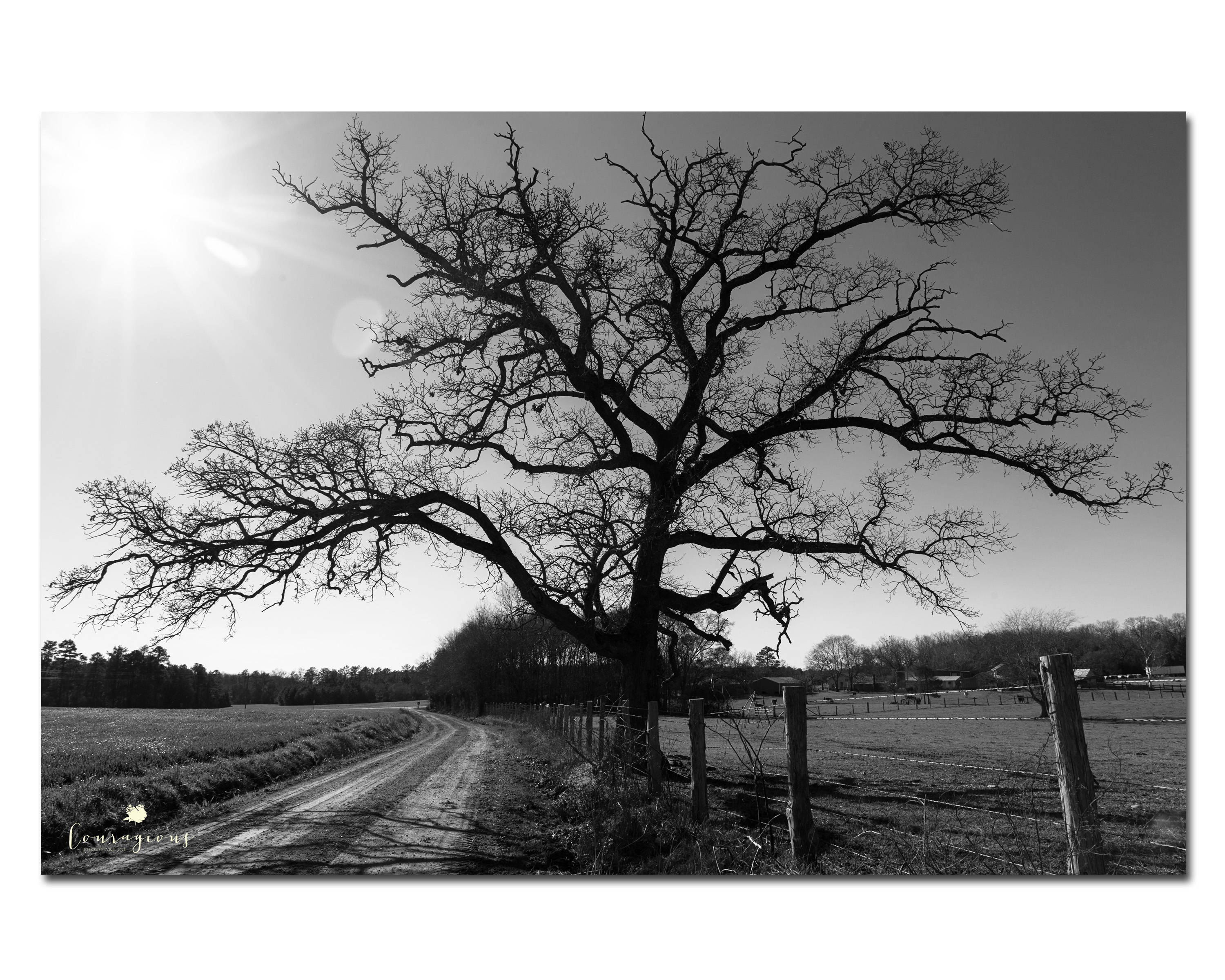 Tree Photography, Large Canvas Art, Black & White Landscape Print