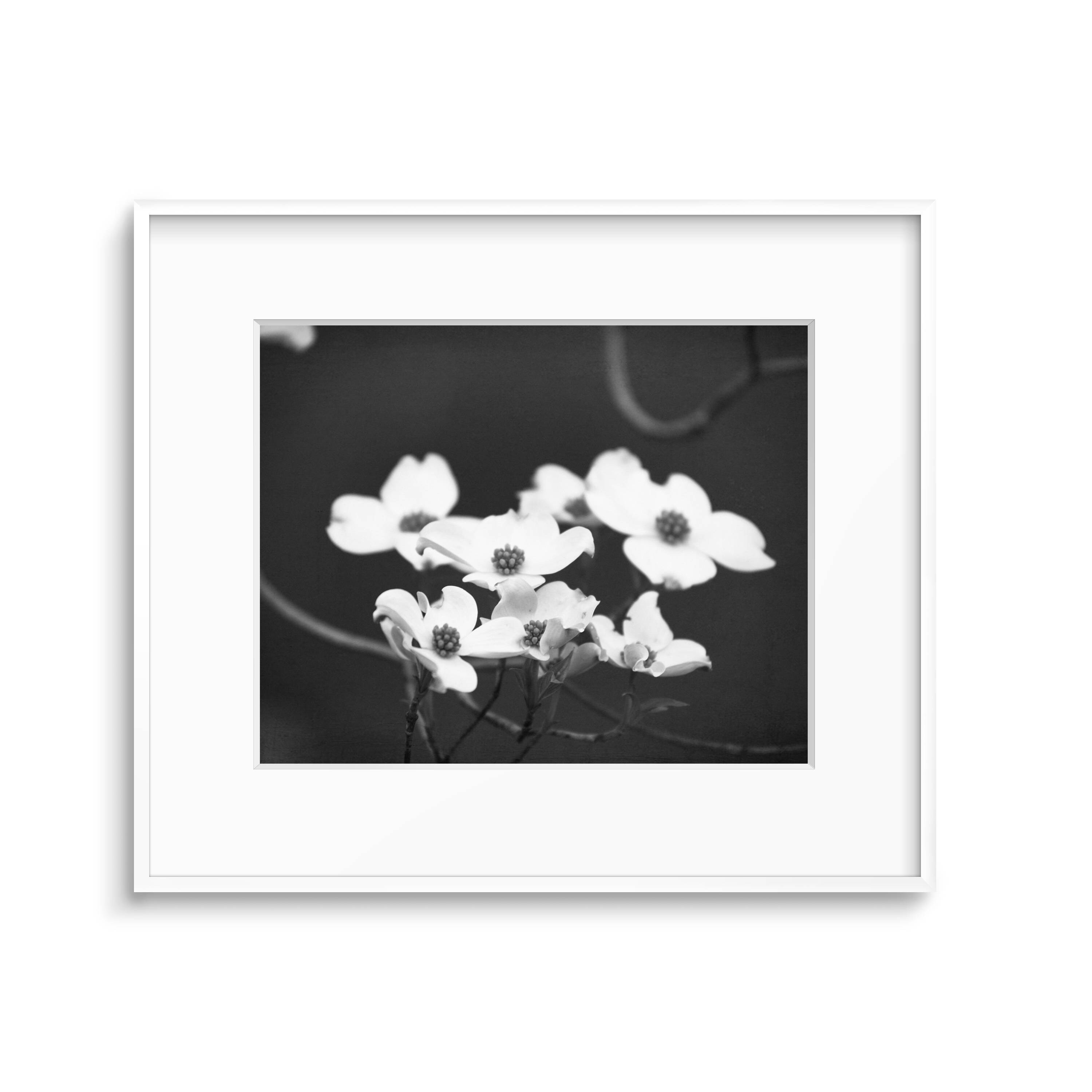 Black & White Floral Print, Dogwood Tree Photography, Rustic Floral
