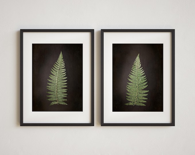 Botanical Wall Art Print and Canvas Set with Charcoal Black Tones and Vintage Textures. Fern Study Print Set for Cottage or Farmhouse Decor.