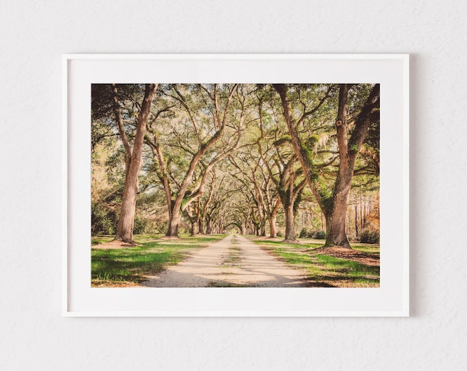 Savannah Art Print or Canvas. Savannah, GA Photography with Live Oak Trees Line Drive. Savannah Wall Art. Anniversary Gift or Gift for Her.
