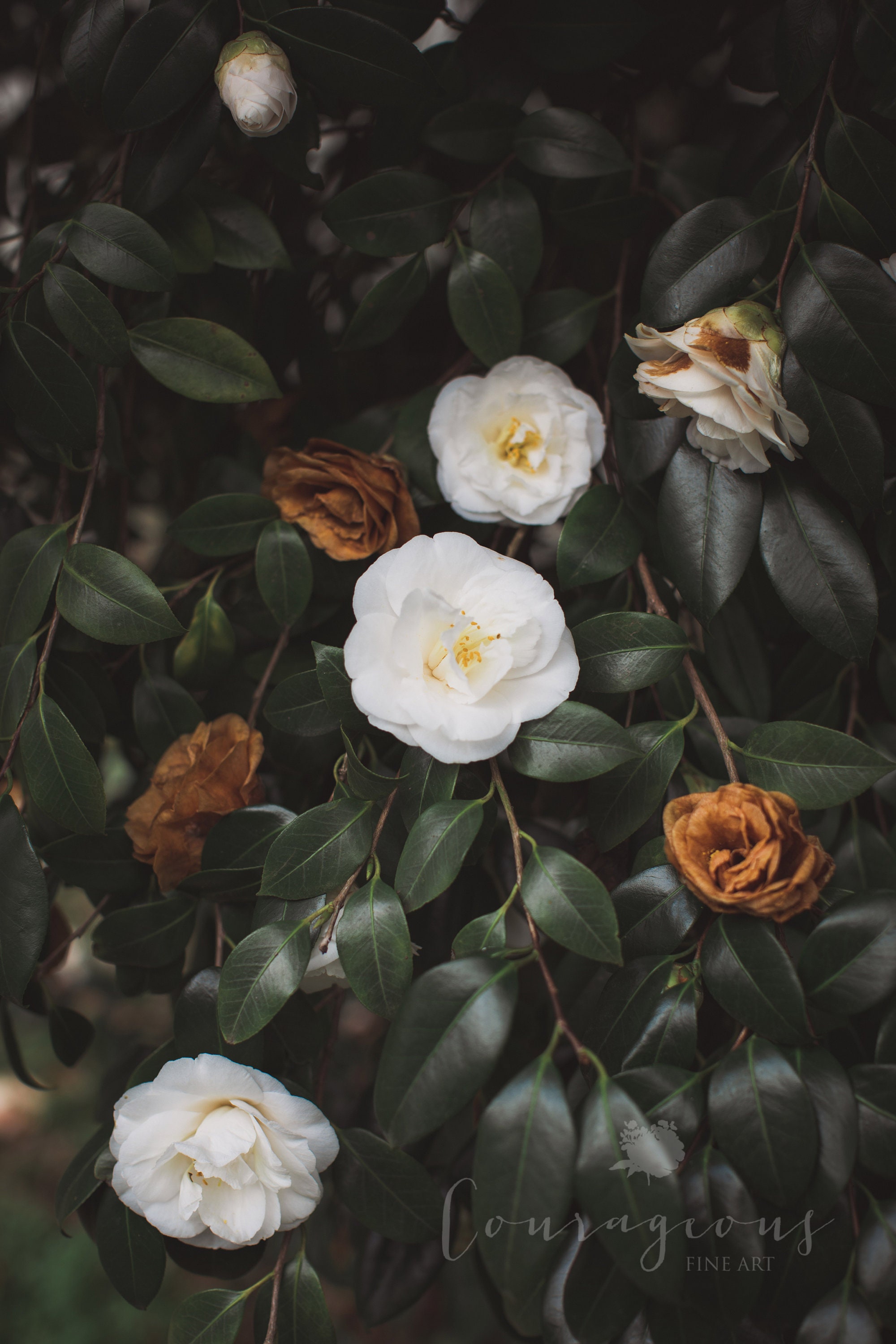 Cream Floral Wall Art Print or Canvas. Feminine Camellia Blooms in Gold