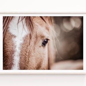 Horse Photography Print, Equestrian Wall Art, Modern Animal Art, Modern Farmhouse Wall Art, Rustic Decor, Framed & Canvas Print Available imagen 1