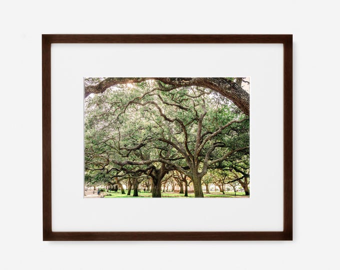 Charleston Oak Trees at the Battery Wall Art Decor Print or Canvas. Tree Canopy Nature Wall Art. Charleston Photography Art for Living Room