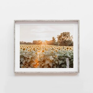 Sunflower Field Wall Art Print or Canvas. Sunflower Field at Sunset Picture for Bedroom, Bathroom or Living Room Decor. Gift for Her.