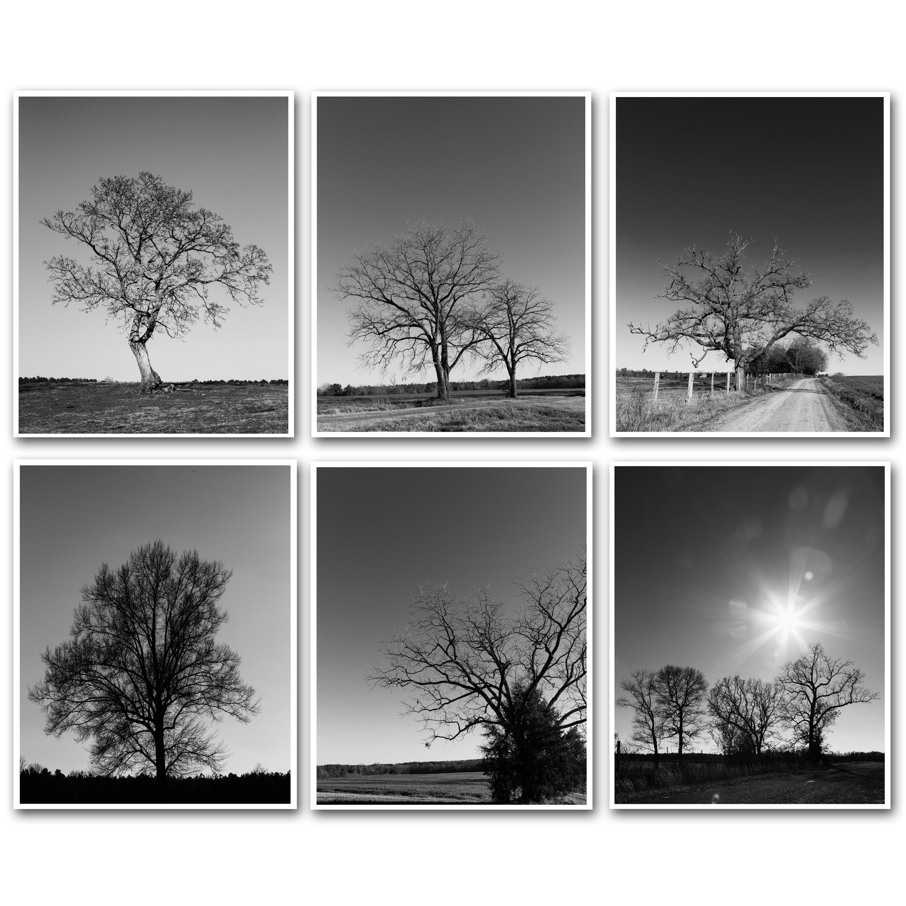 Tree Landscape Photography Prints, Farmhouse Decor, Rustic Decor, Black