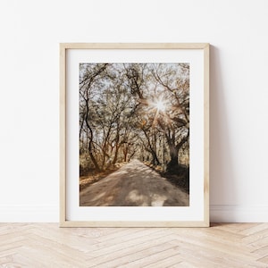 Edisto Oak Trees on Botany Bay Rd Wall Art Decor Print or Canvas. Tree Canopy Wall Art. Neutral Nature Charleston Photography Gift for Her.