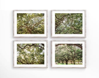 May include: Four framed prints showcasing detailed views of large trees with sprawling branches and lush green foliage. The prints are displayed on a white wall, highlighting the natural beauty of the trees.