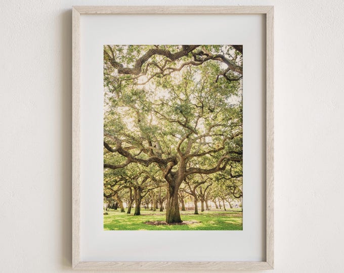 Charleston Photography Print, The Battery, Tree Photography, White Point Gardens, Live Oak Trees, Large Canvas Art, Custom Framed Prints