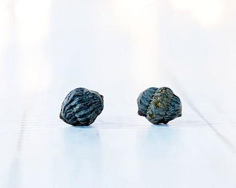 Fossil stud earrings | Raw stone trilobite fossils on sterling silver post earrings | Black fossil specimen jewelry