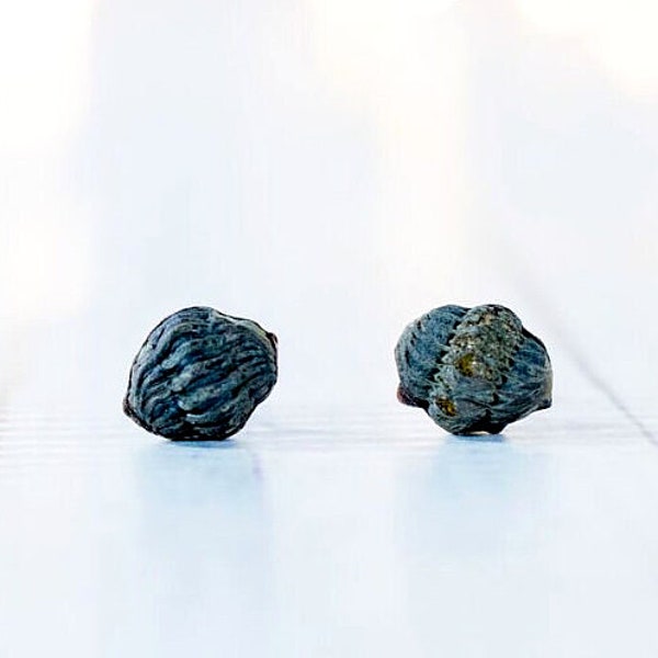 Fossil stud earrings | Raw stone trilobite fossils on sterling silver post earrings | Black fossil specimen jewelry