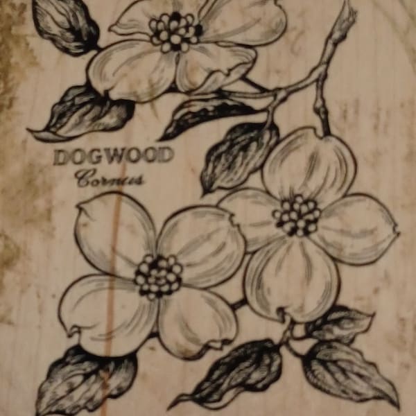 PSX Dogwood Cornus Extra Large Wood Mounted Rubber Stamp vintage K-1228 1994 plant Botany Botanicals Trees Forestry