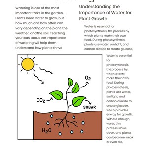 May include: A simple illustration showing how plants use water, sunlight, and carbon dioxide to create sugar during photosynthesis. The illustration shows a green plant with roots absorbing water from the soil, sunlight shining on the plant, and carbon dioxide entering the plant's leaves. The plant produces oxygen and sugar.
