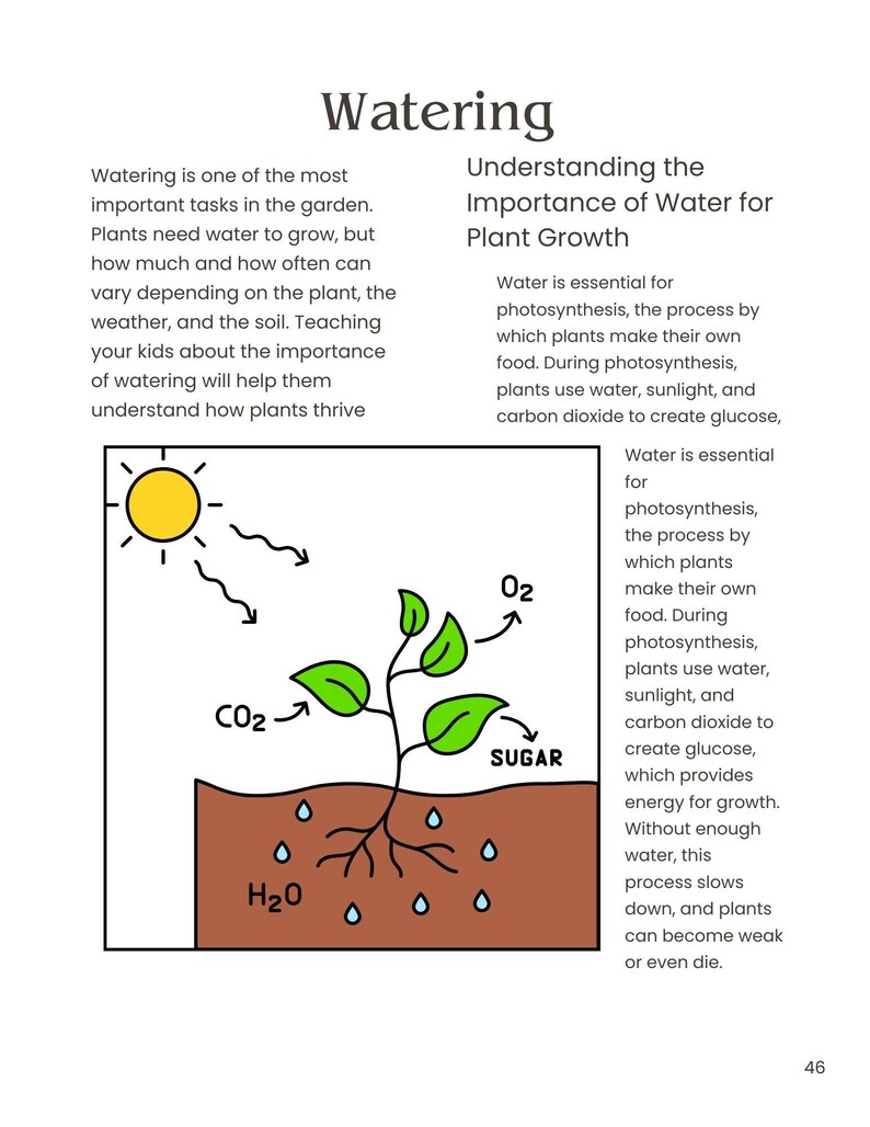 May include: A simple illustration showing how plants use water, sunlight, and carbon dioxide to create sugar during photosynthesis. The illustration shows a green plant with roots absorbing water from the soil, sunlight shining on the plant, and carbon dioxide entering the plant's leaves. The plant produces oxygen and sugar.