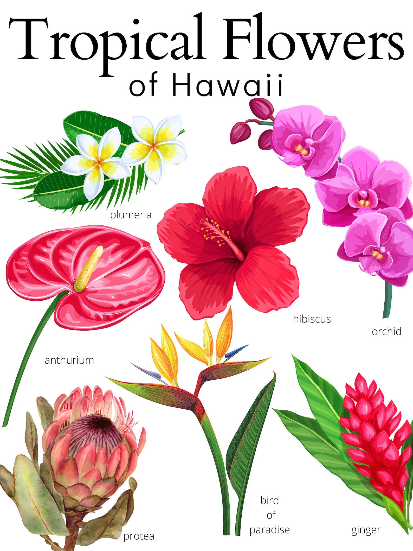 Tropical Flowers of Hawaii Print Poster Flower Home Decorating