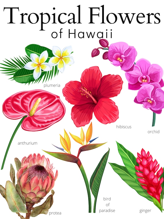 Tropical Flower Names List