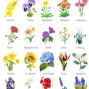 Flowers Chart Flowers Diagram Kitchen Wall Poster Botanic Wall Poster ...