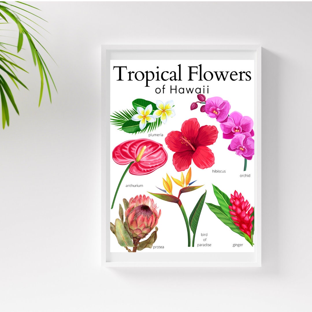 ●【貴重】【裏面訳アリ】Tropical 　２ED　英語１枚 Tropical Flowers of Hawaii Art Print, Botanical Wall Decor