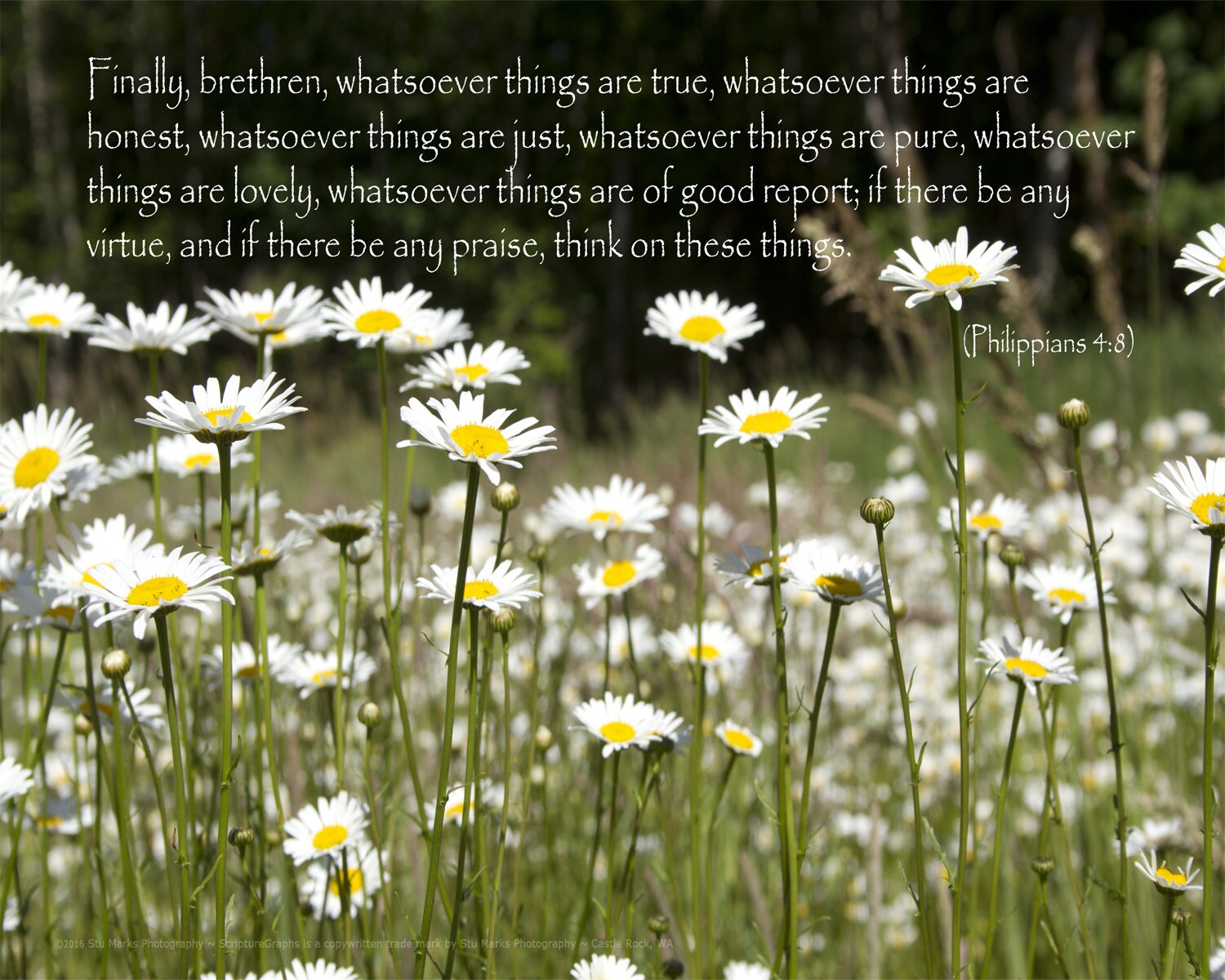 ScriptureGraph© Daisies in a Washington Field with Philippians Etsy