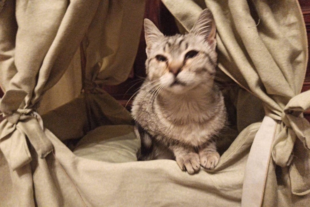 four poster cat bed