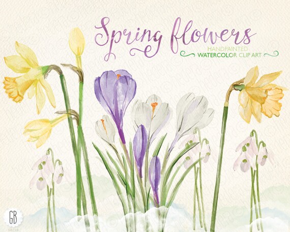 Watercolor Early Spring Flowers Narcissus Crocus Snowdrops Etsy