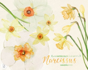 Watercolor narcissus, daffodil, hand painted spring flowers, jonquil, yellow daffodils, bouquet florals, clip art invitation. 209GB