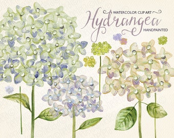 May include: Watercolor clipart of hydrangeas in shades of blue, green, and purple. The flowers are hand-painted and have a delicate, watercolor effect.