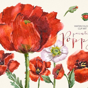 Coquelicots rouges, aquarelle fleurs sauvages, clipart floral raster, fleurs, coquelicot, aquarelle vintage, invitation bricolage, cartes florales de douche.  237 Go
