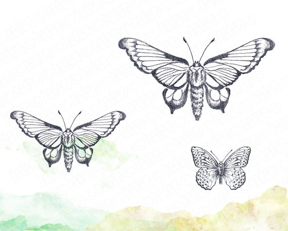 Motyl Ołówek Rysowane Ręcznie Vintage Inspirowane Motyle Rysunek Natura życie Polowe Clipart Owady Papeteria Diy Instant Download